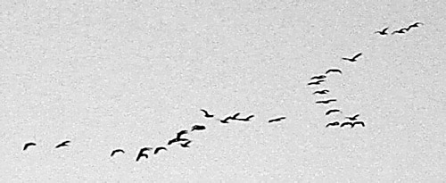 Birds over Lake Ontario