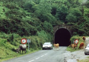 Dost ignorantsk krva (to auto muselo ekat alespo pl minuty, ne se rozhodla kousek uhnout